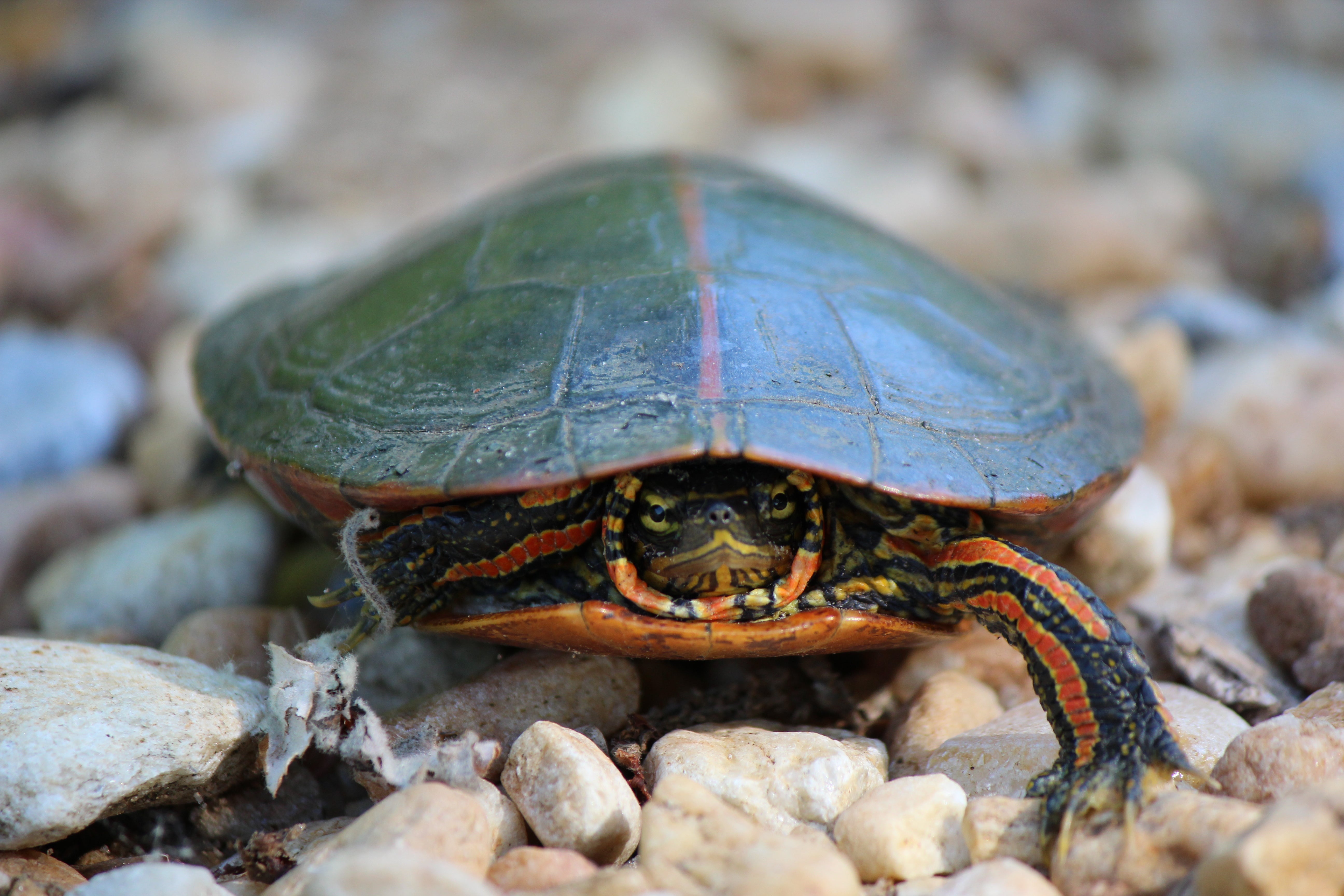 Small painted hot sale turtle